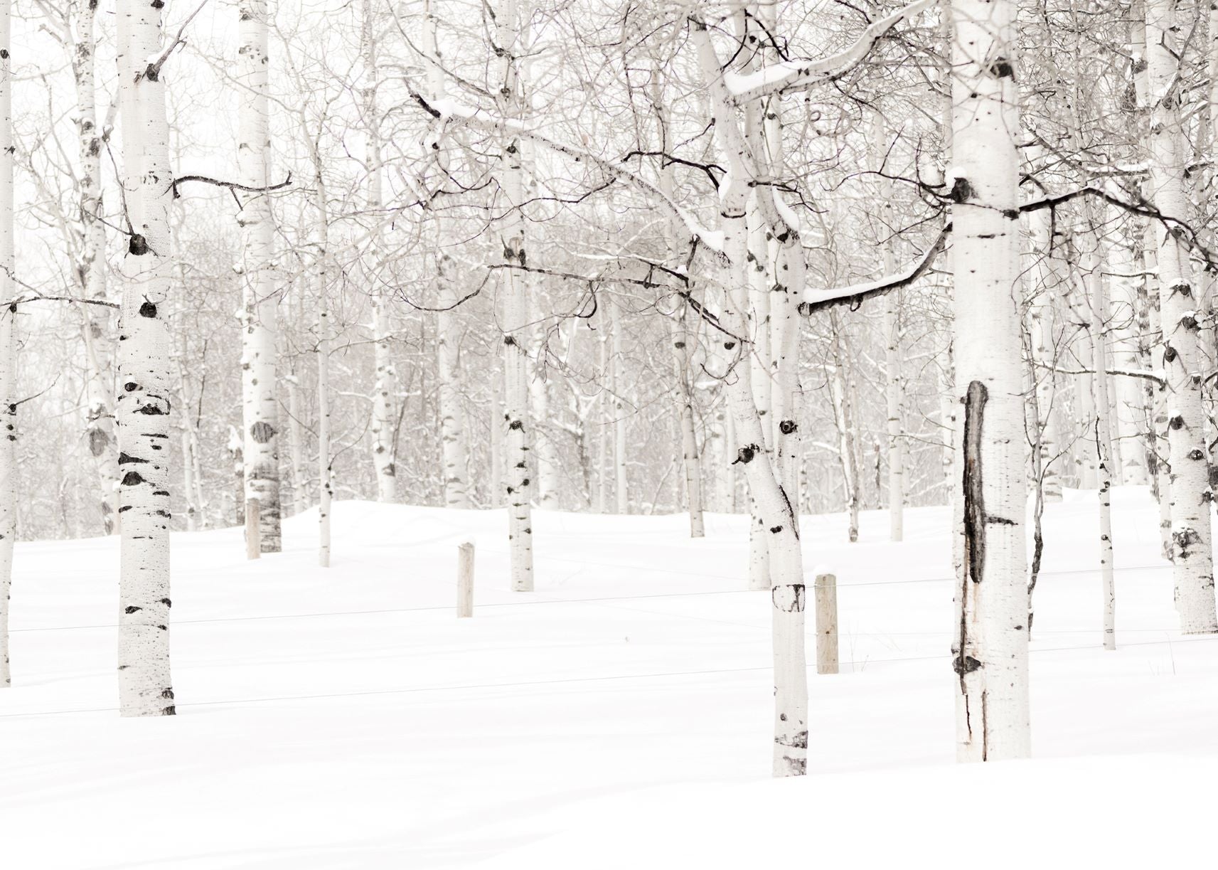 Aspens