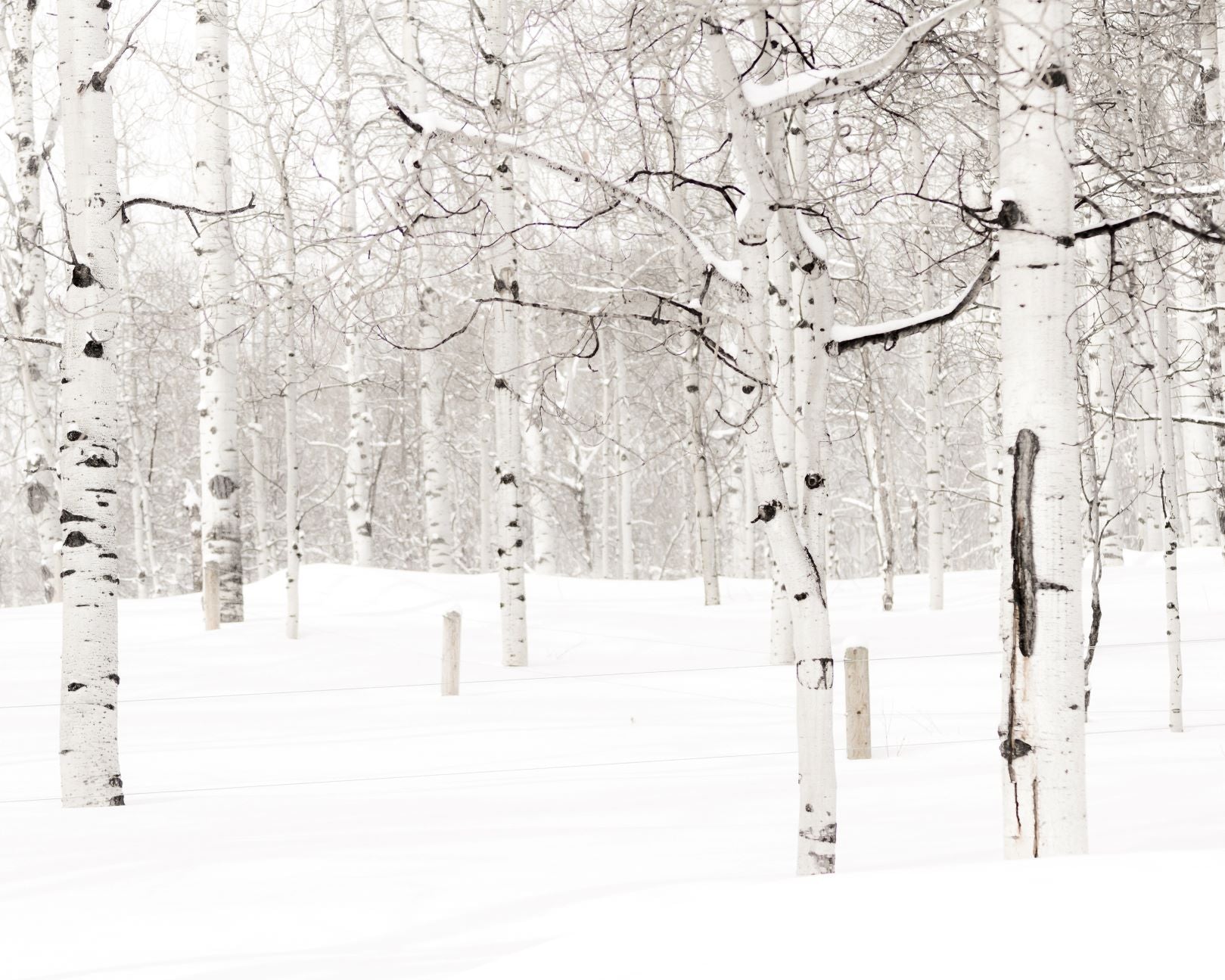 Aspens