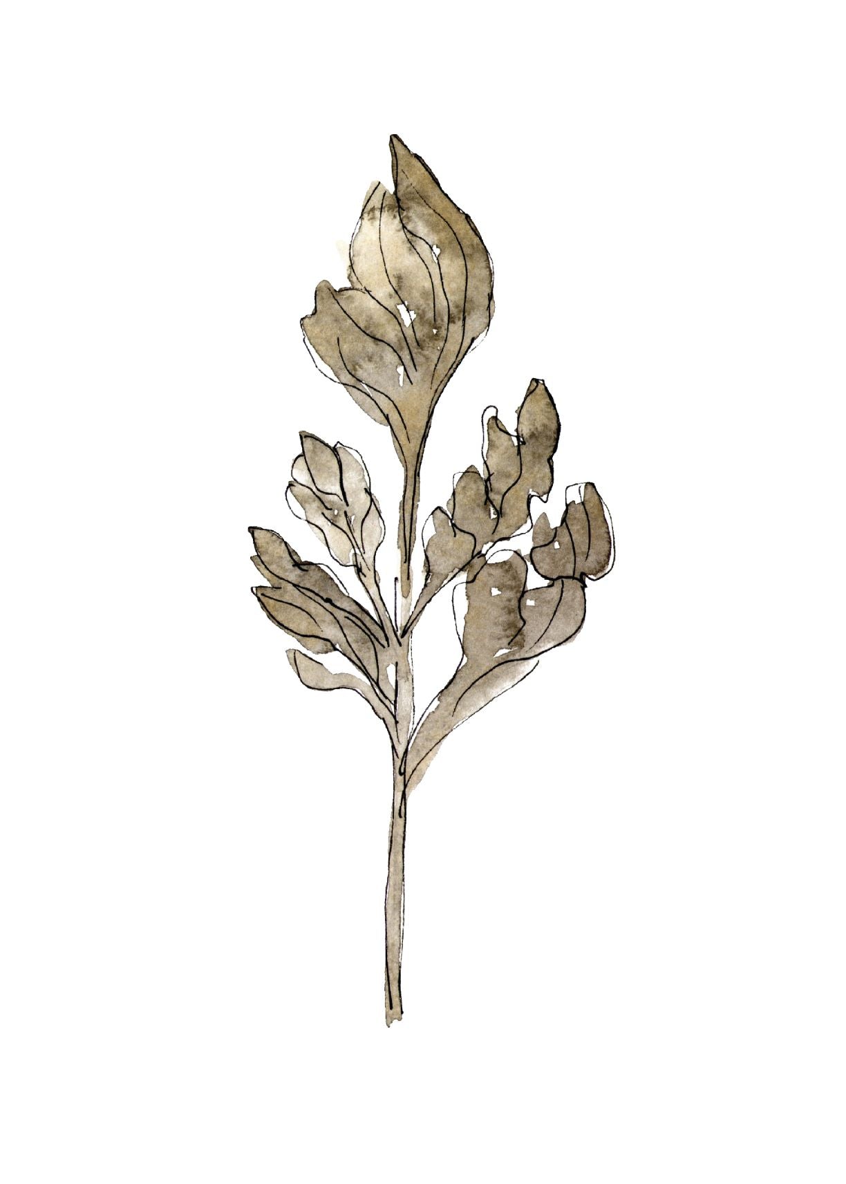 Dried Floral I