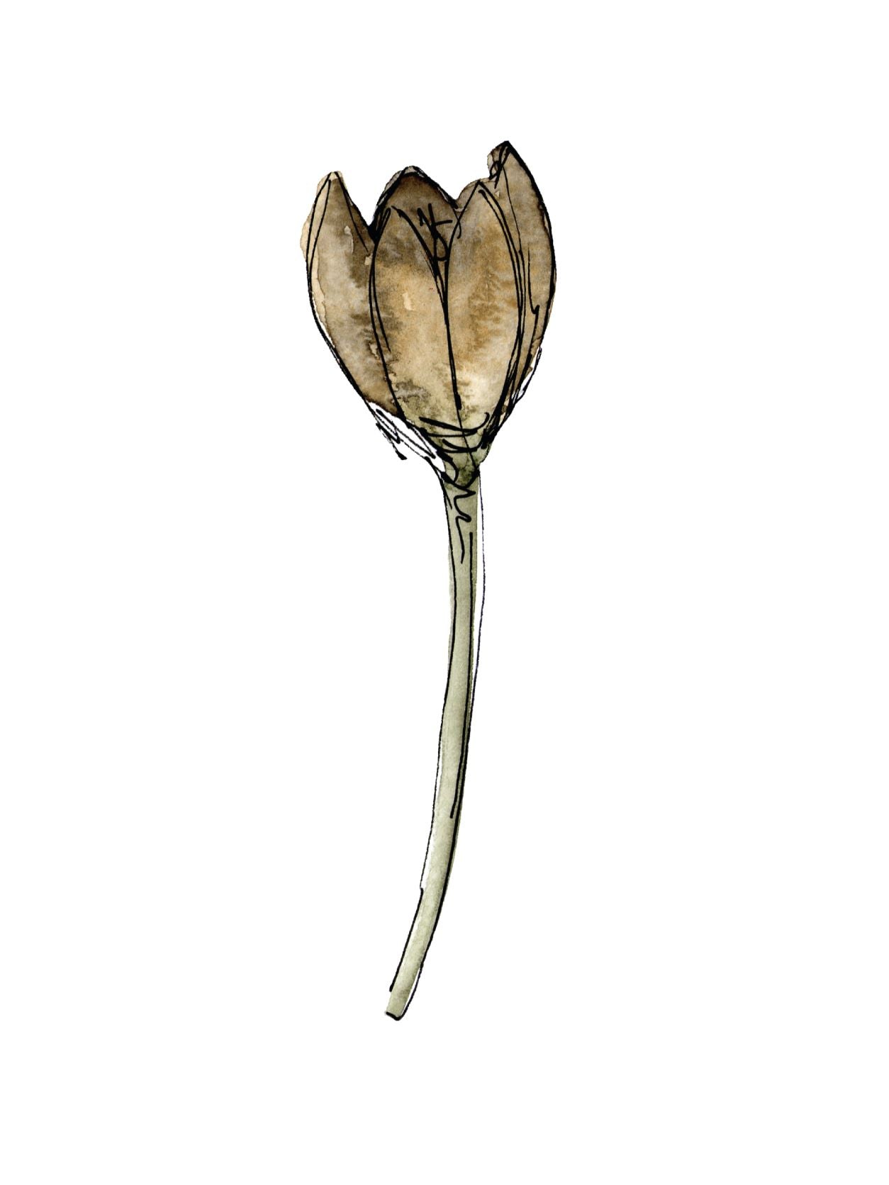 Dried Floral II