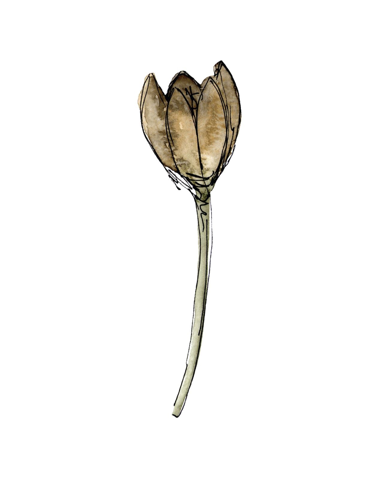 Dried Floral II