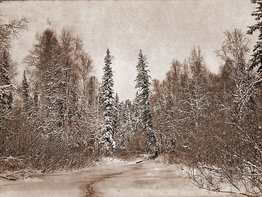 Faded Forest II
