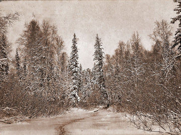 Faded Forest II