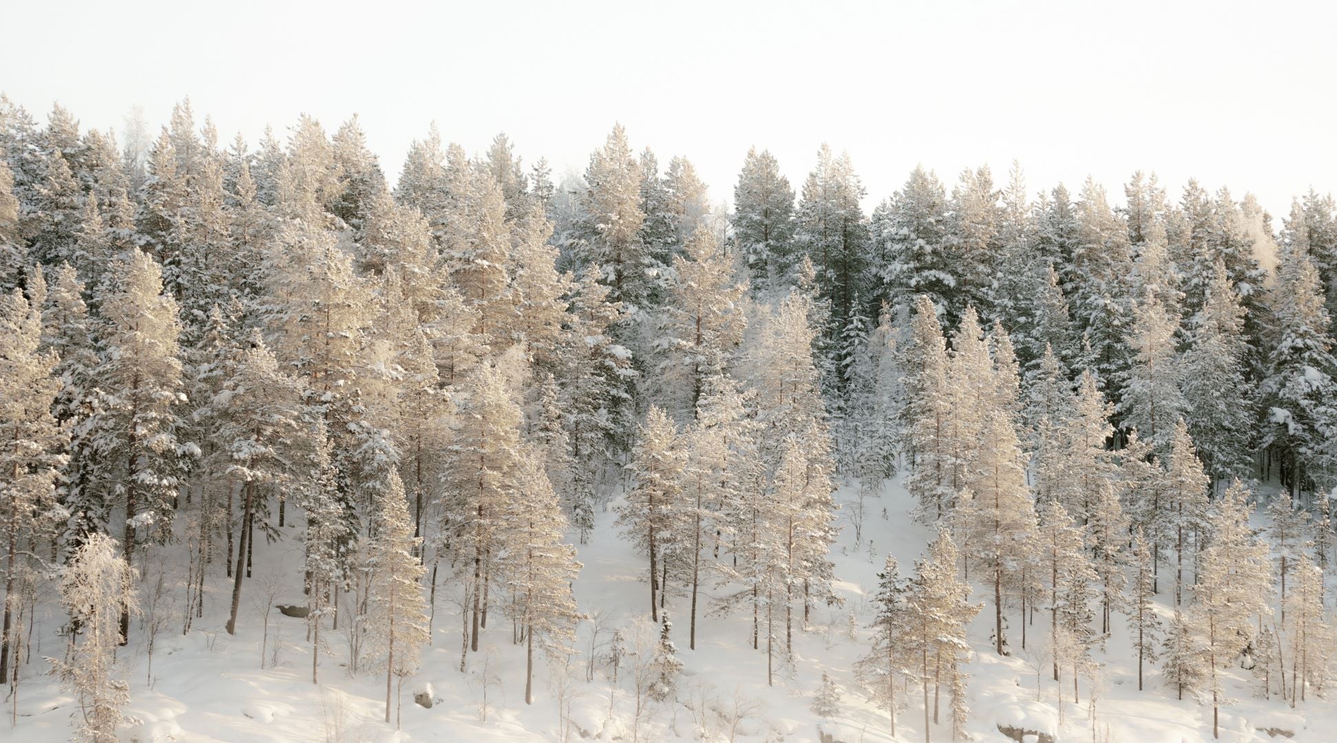 Frosted Hillside