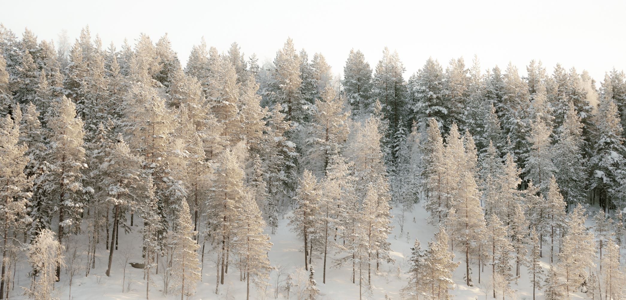 Frosted Hillside