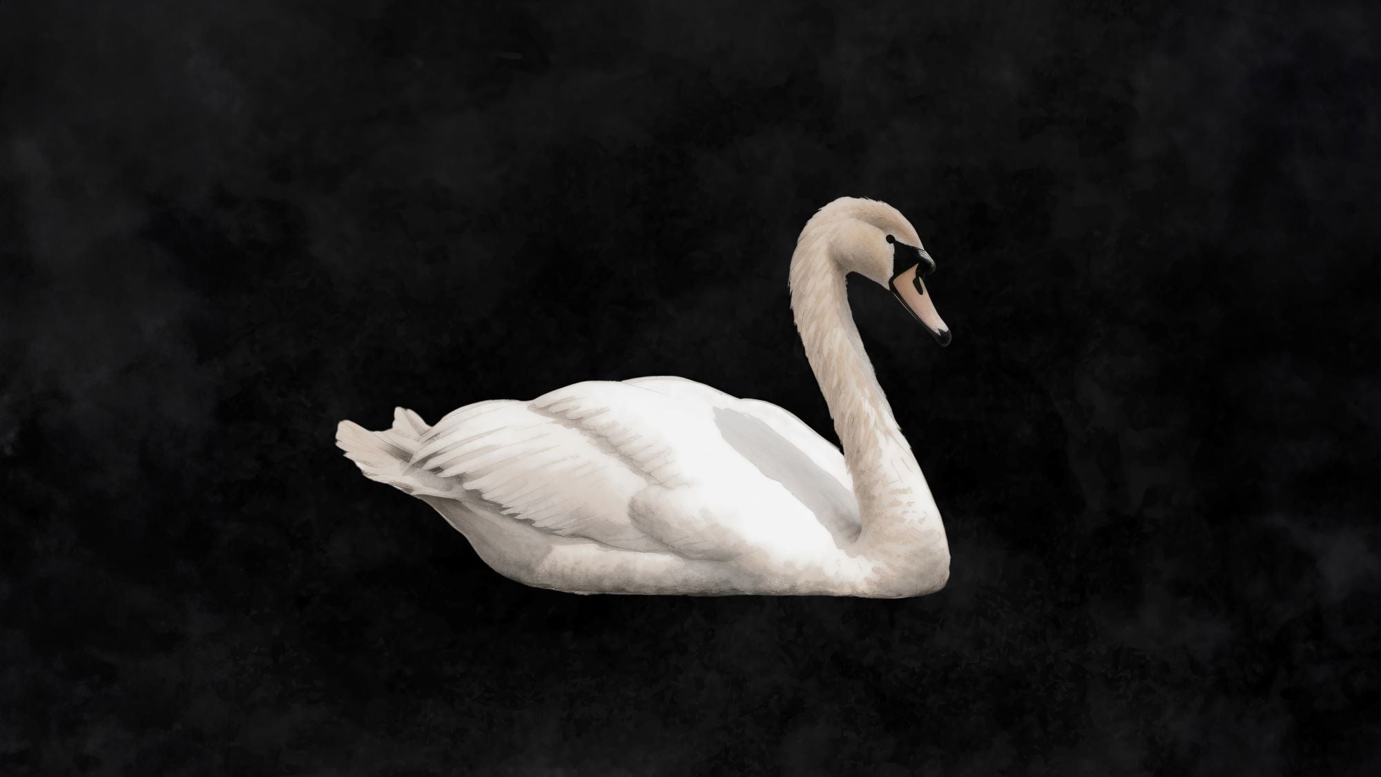 Graceful Swan