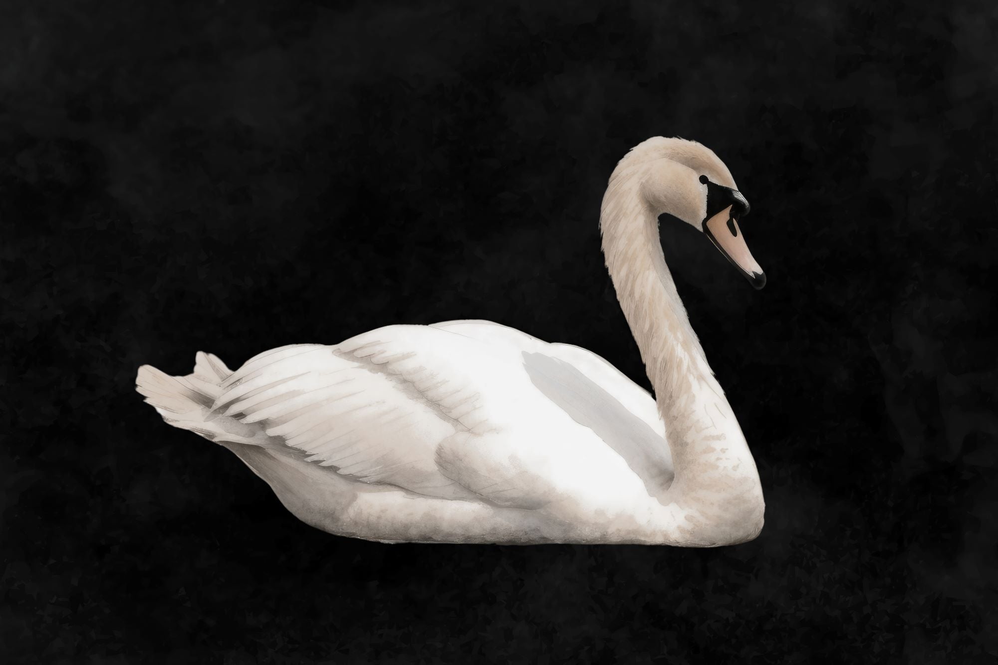 Graceful Swan