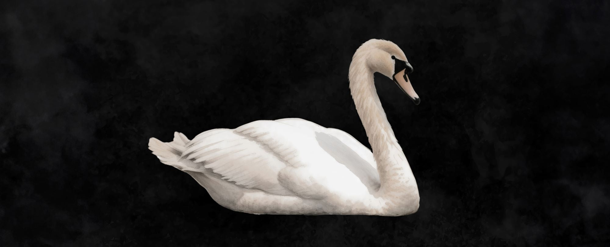 Graceful Swan