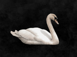 Graceful Swan