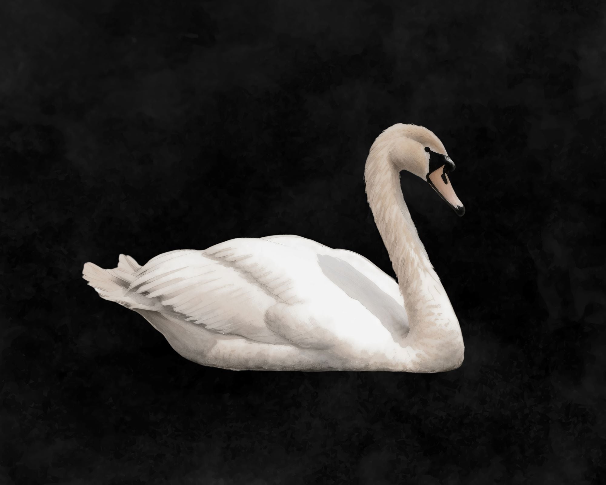 Graceful Swan