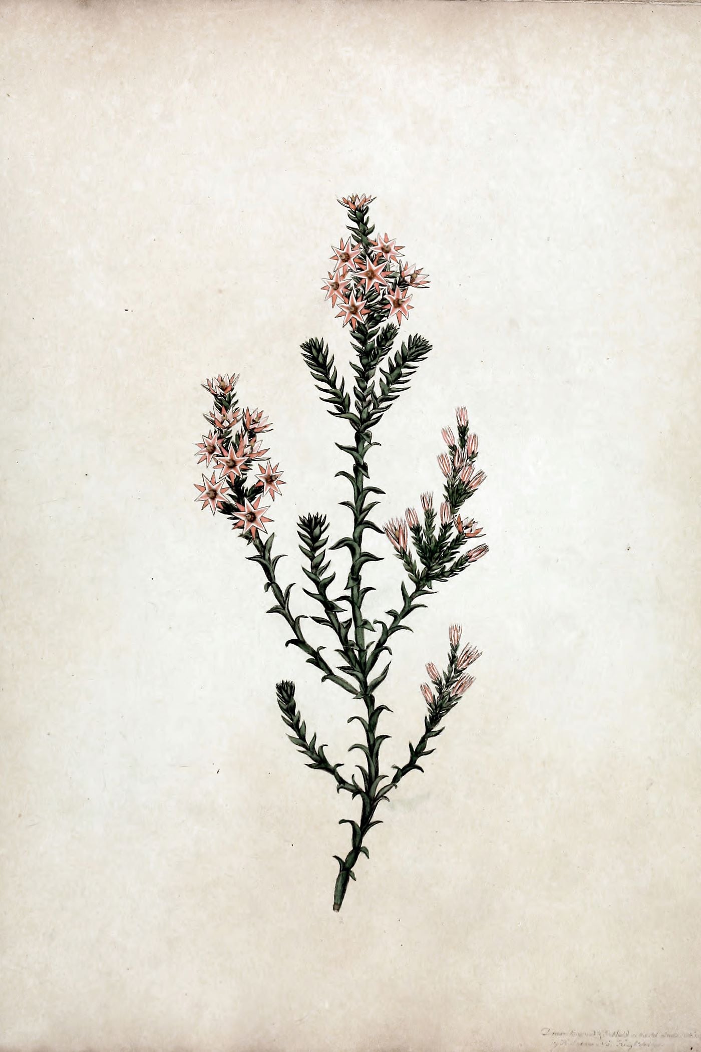 Heritage Bloom