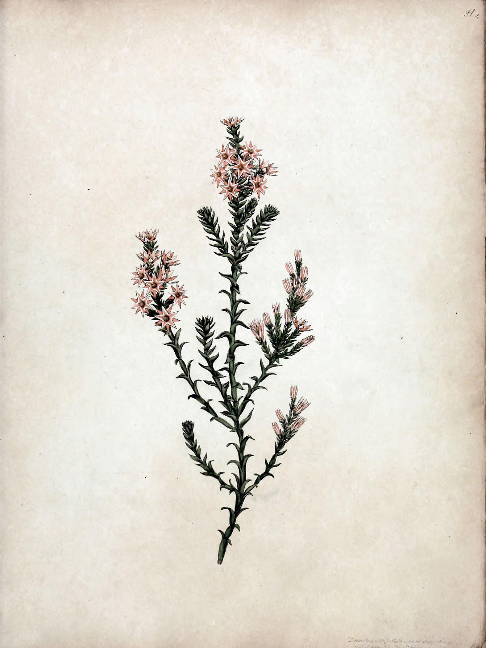 Heritage Bloom