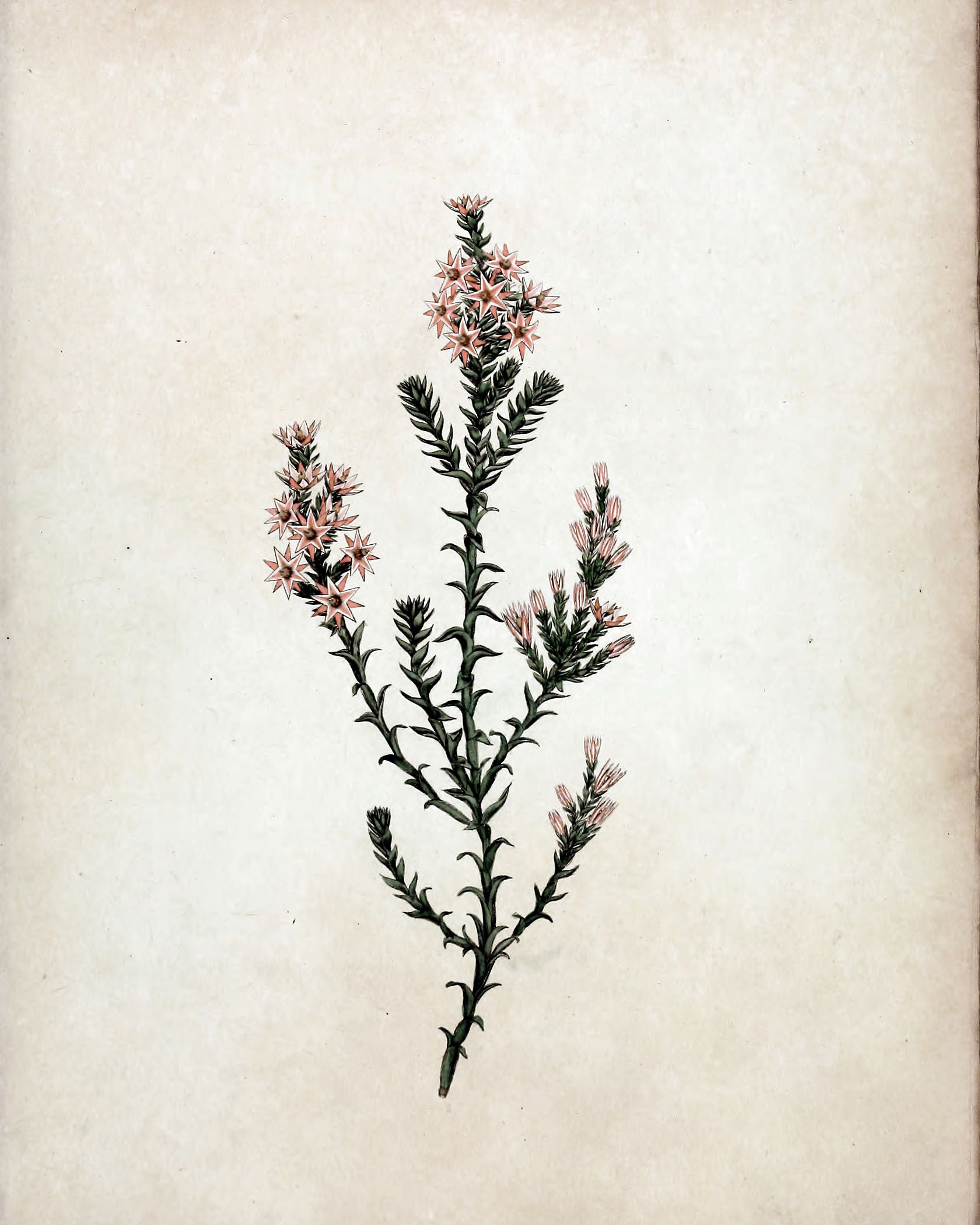 Heritage Bloom