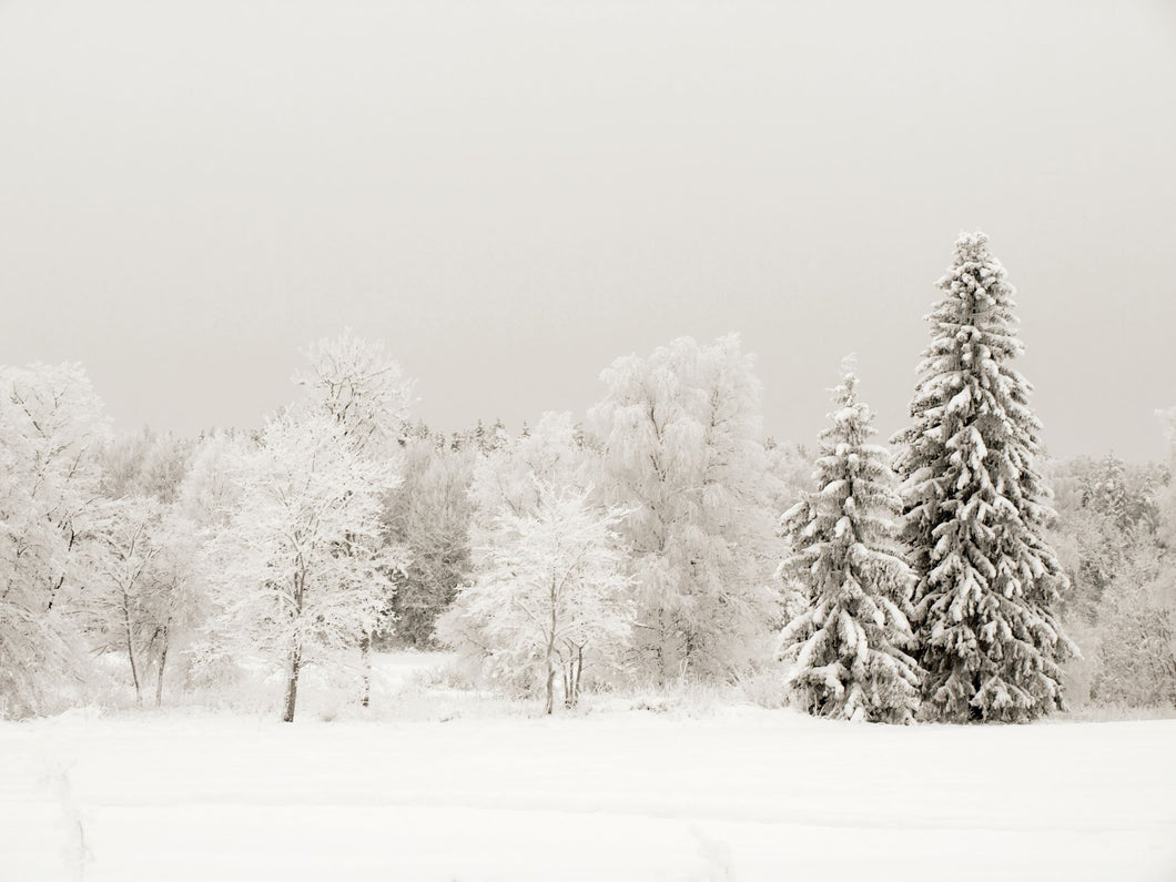 Icy Woods