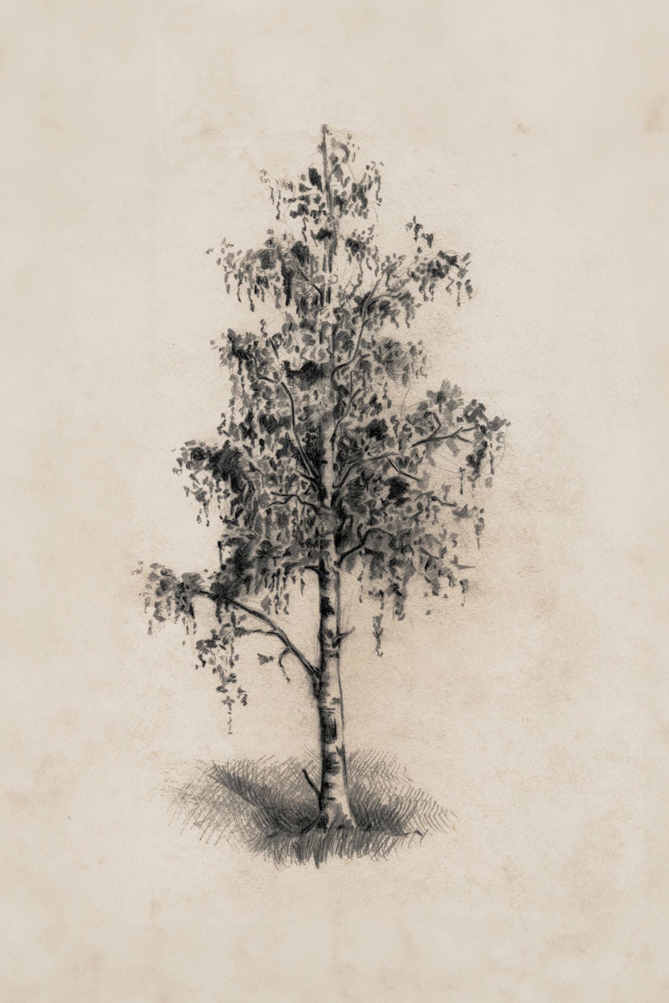 Old Birch