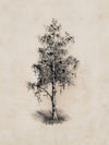 Old Birch