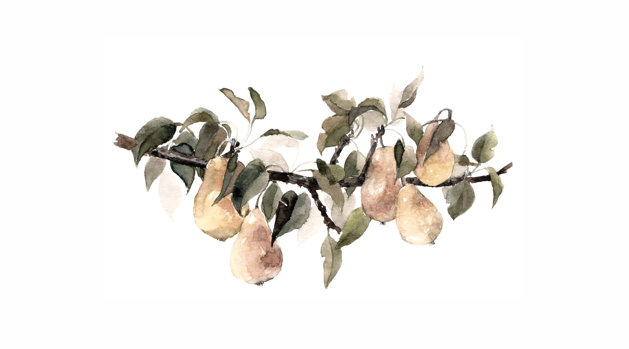 Pears