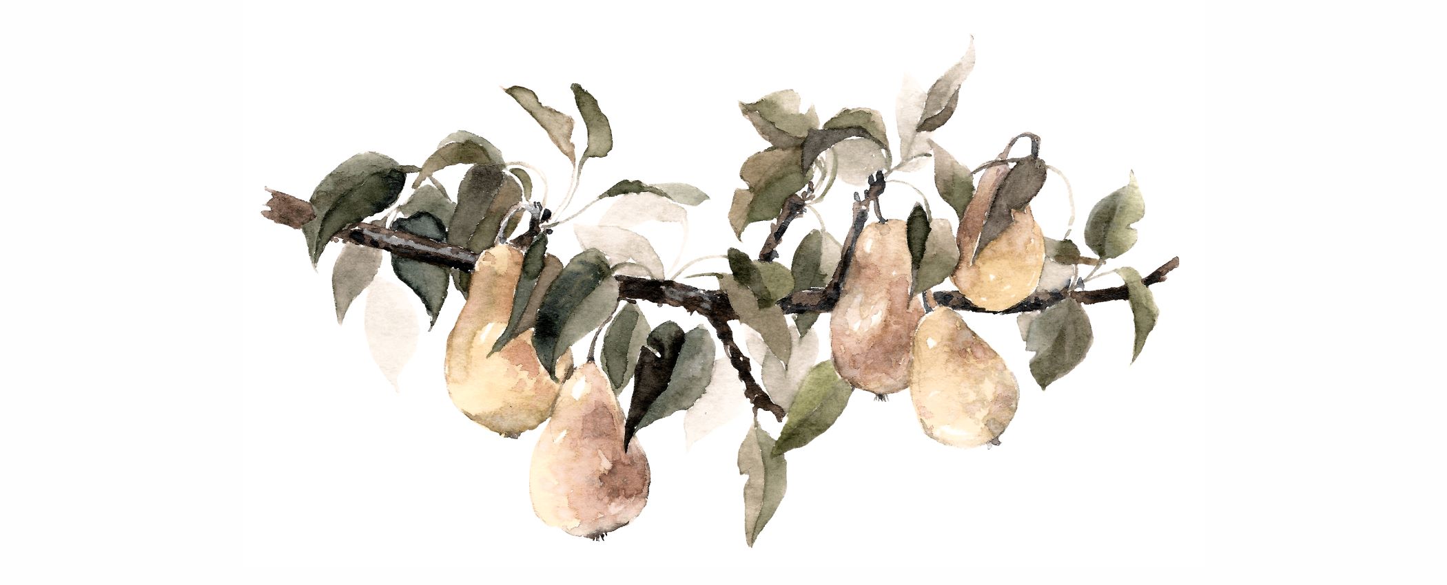 Pears