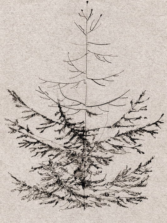 Pine Sketch