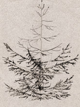 Load image into Gallery viewer, Pine Sketch

