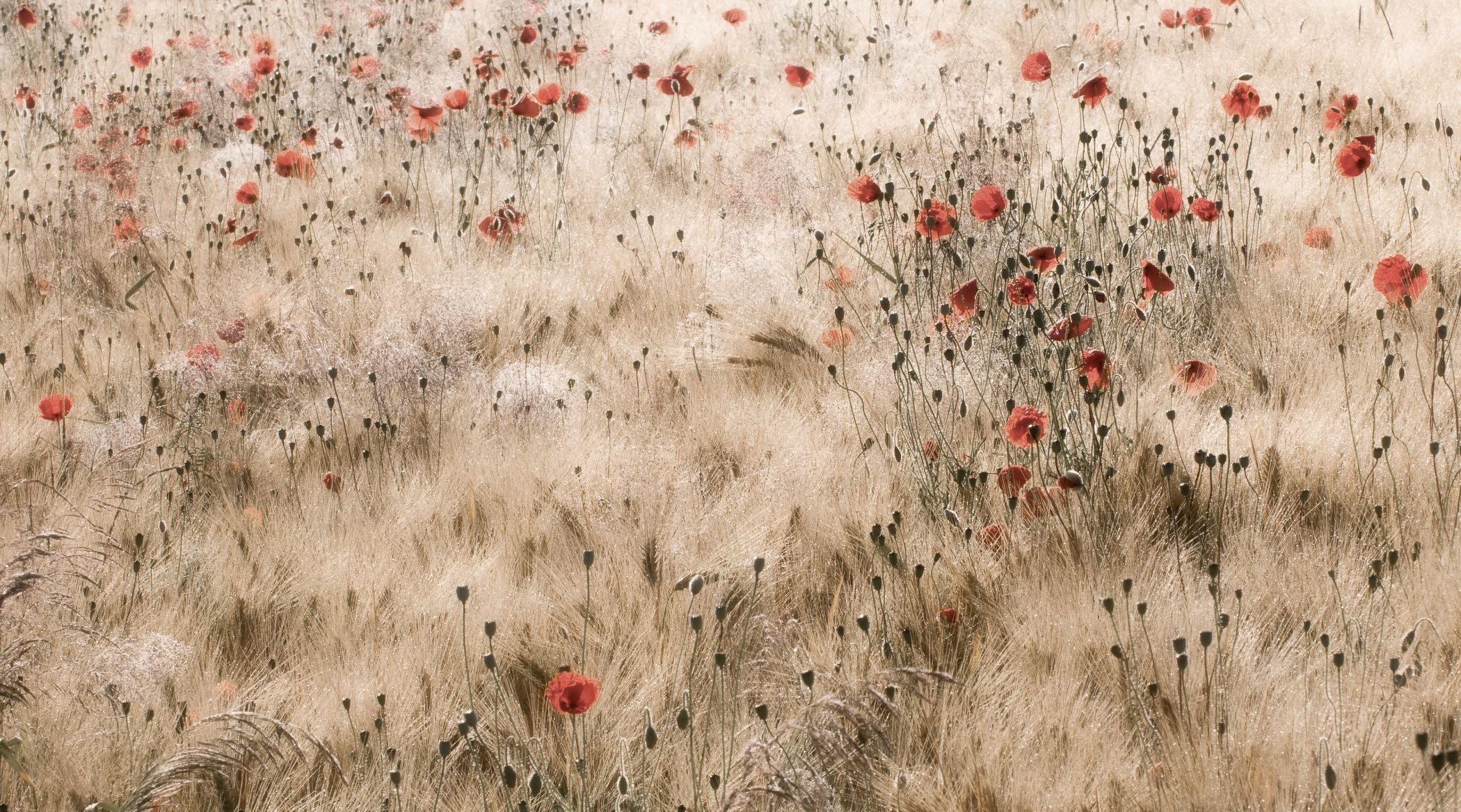 Poppies and Barley