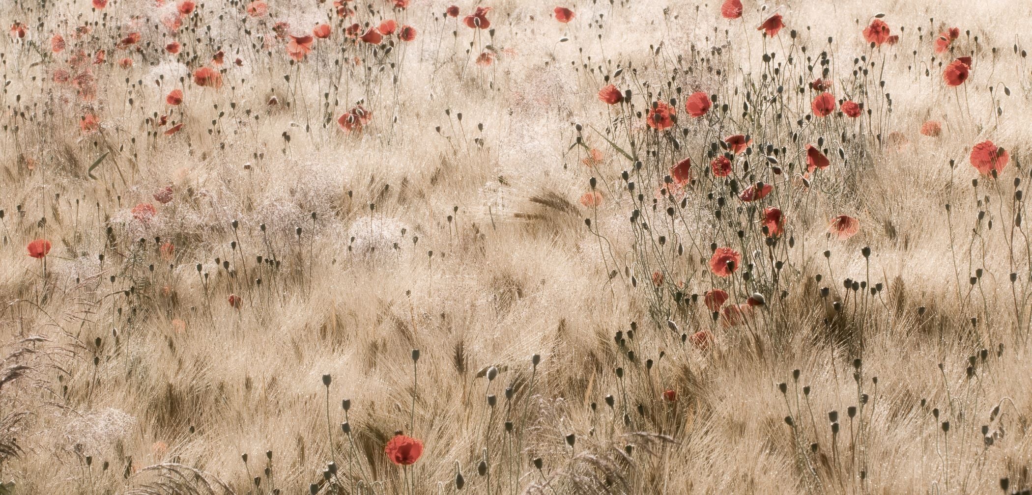 Poppies and Barley