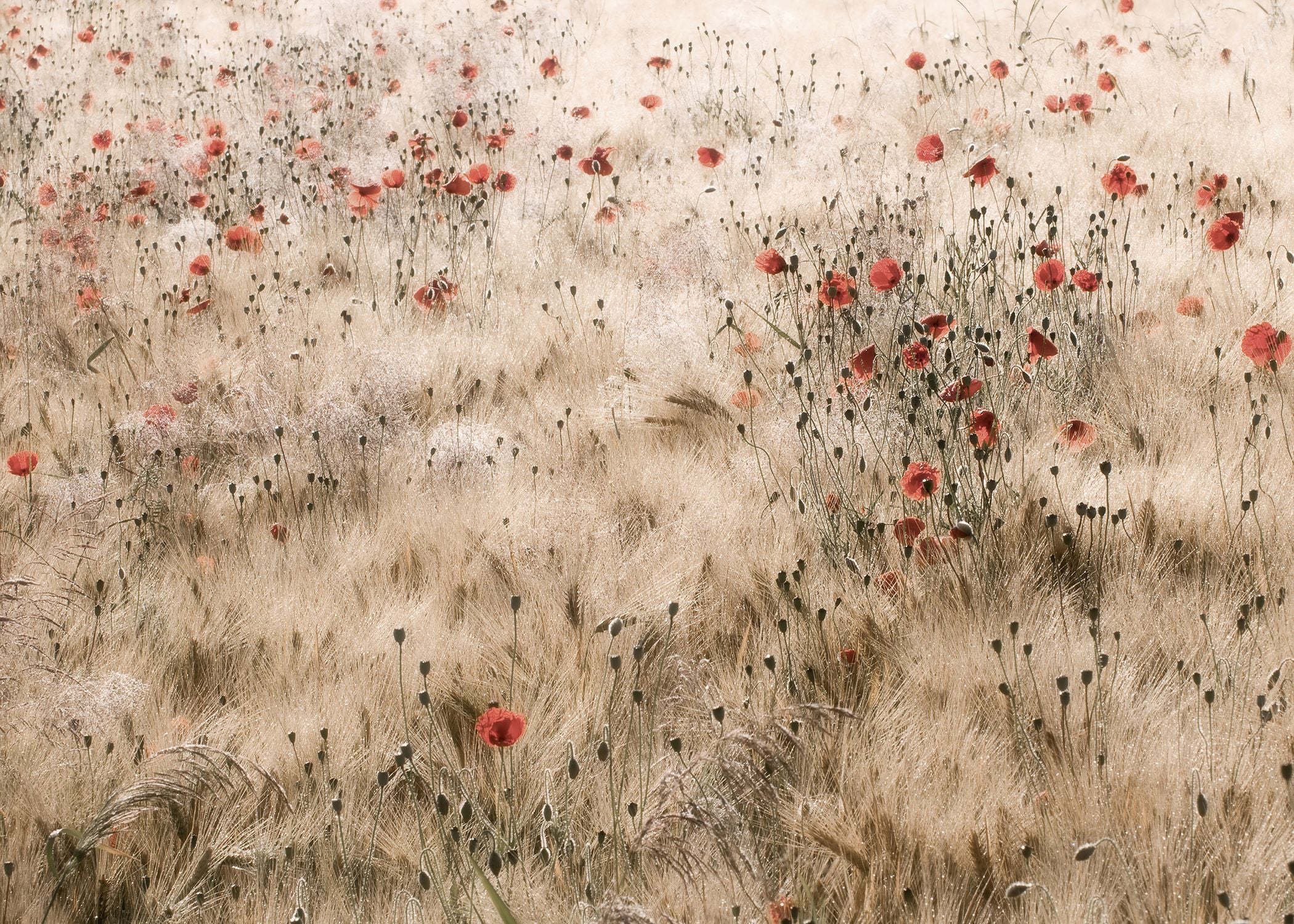 Poppies and Barley