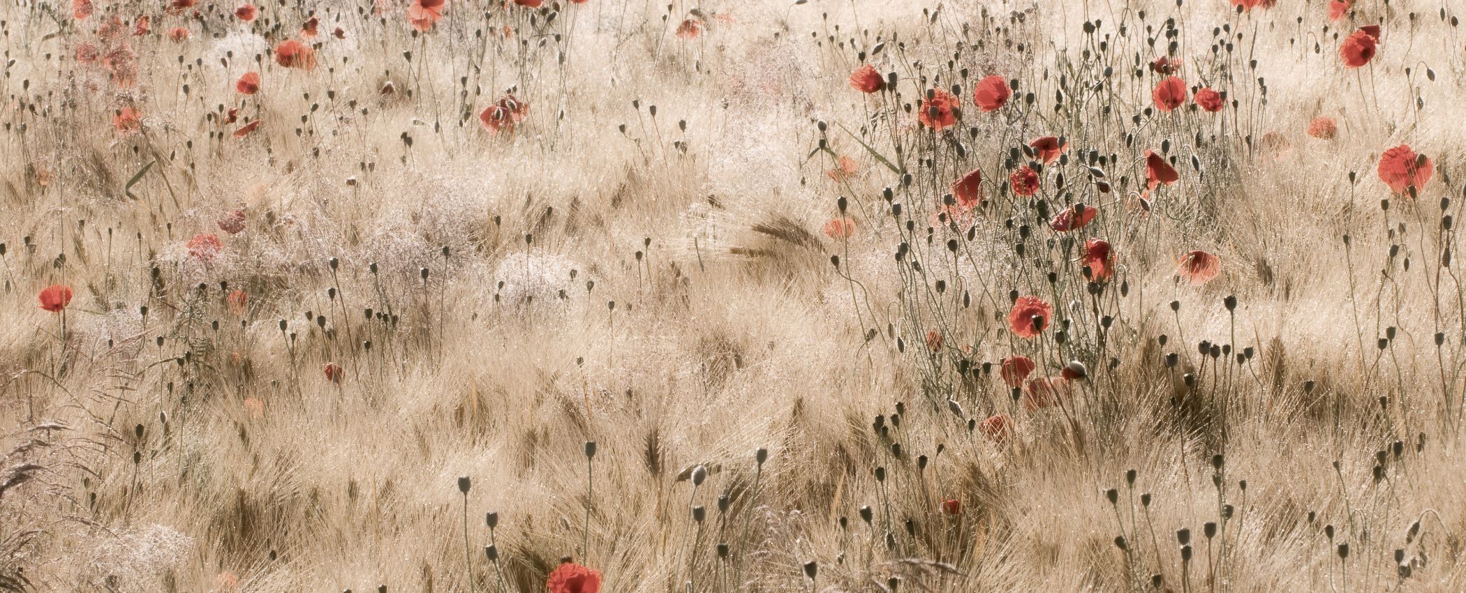 Poppies and Barley