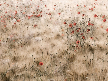 Poppies and Barley