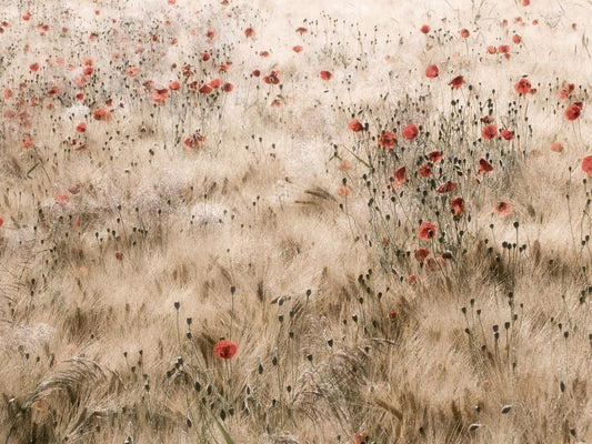 Poppies and Barley