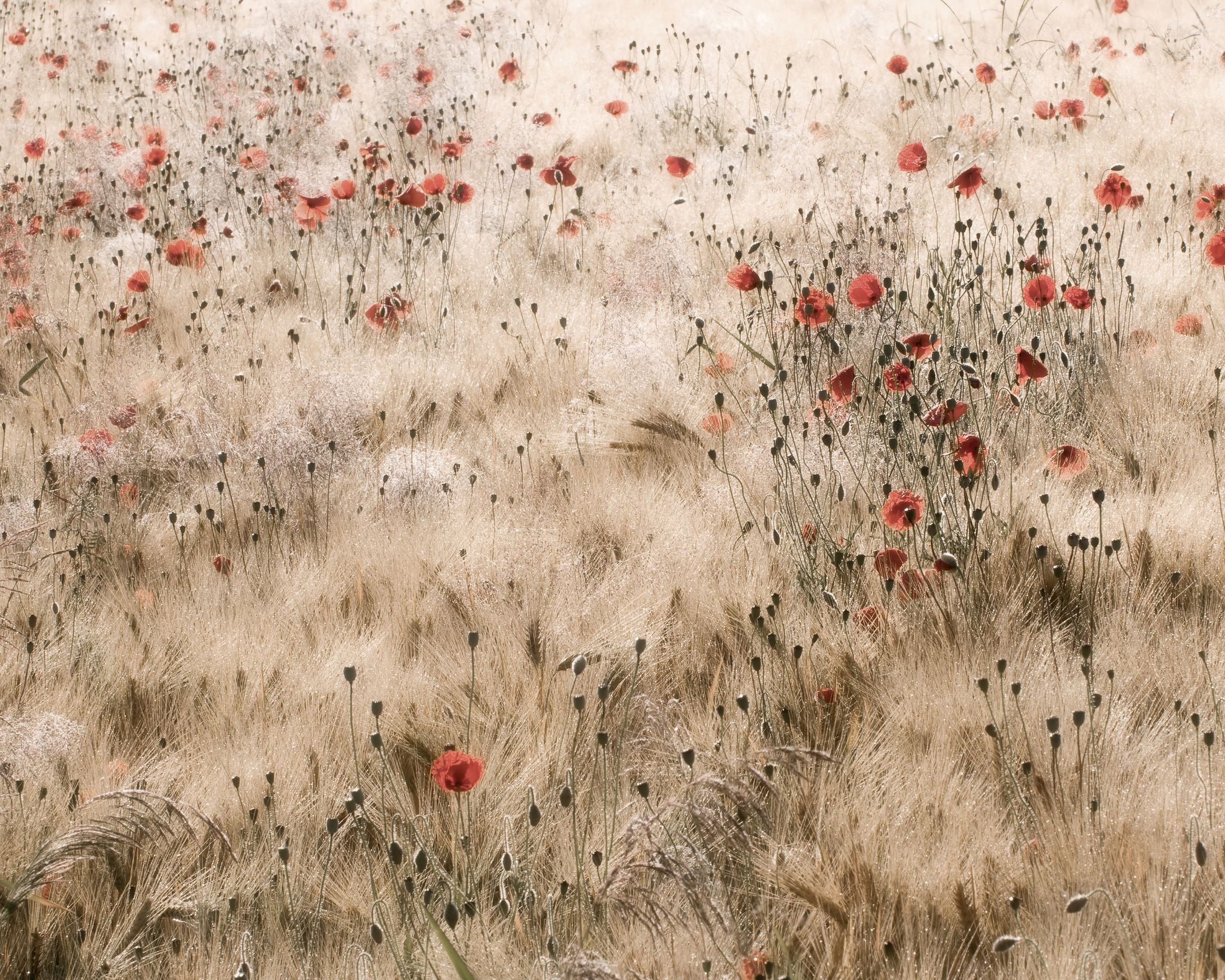 Poppies and Barley