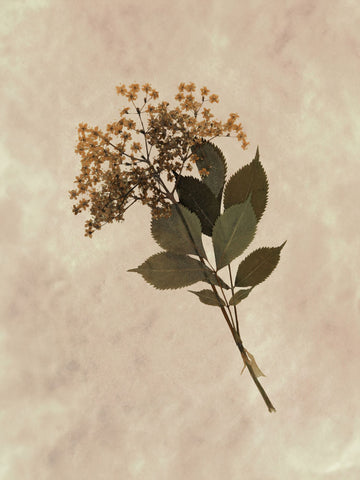 Rustic Flora I