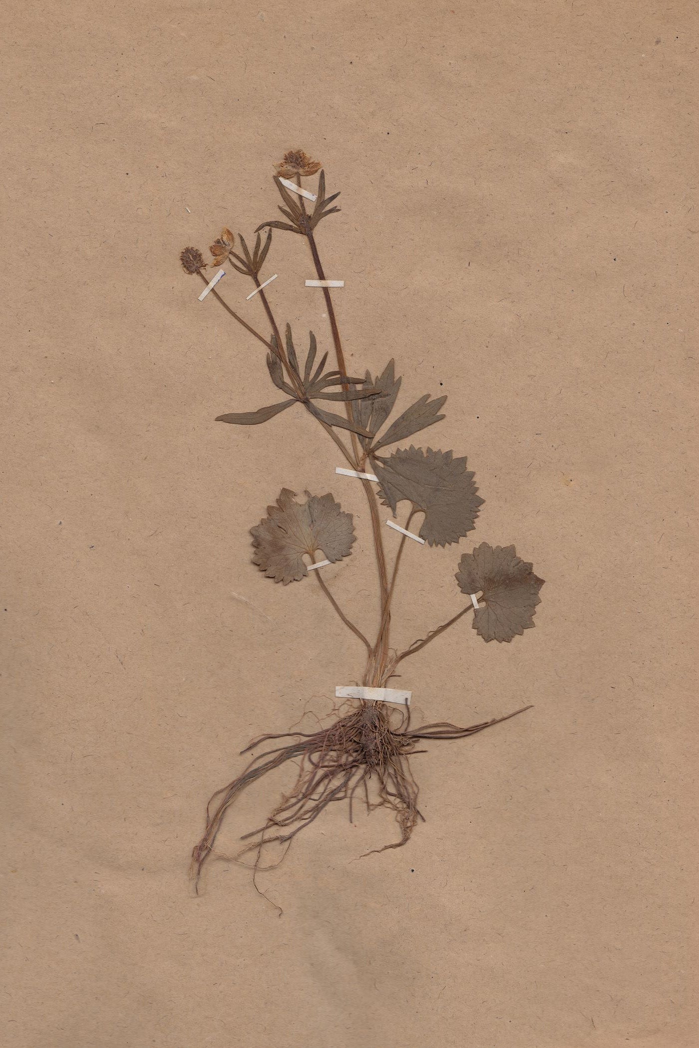 Sepia Botanical