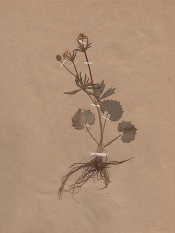 Sepia Botanical