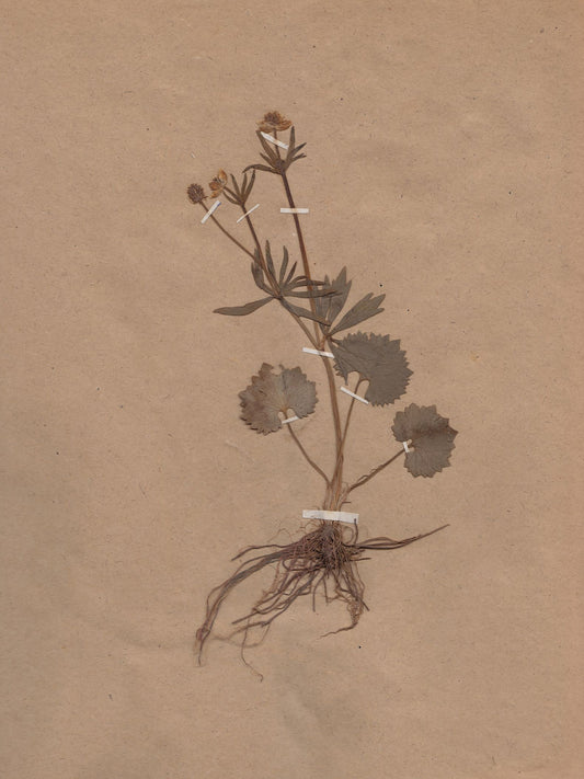 Sepia Botanical