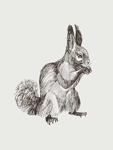 Squirrel Sketch