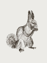 Load image into Gallery viewer, Squirrel Sketch
