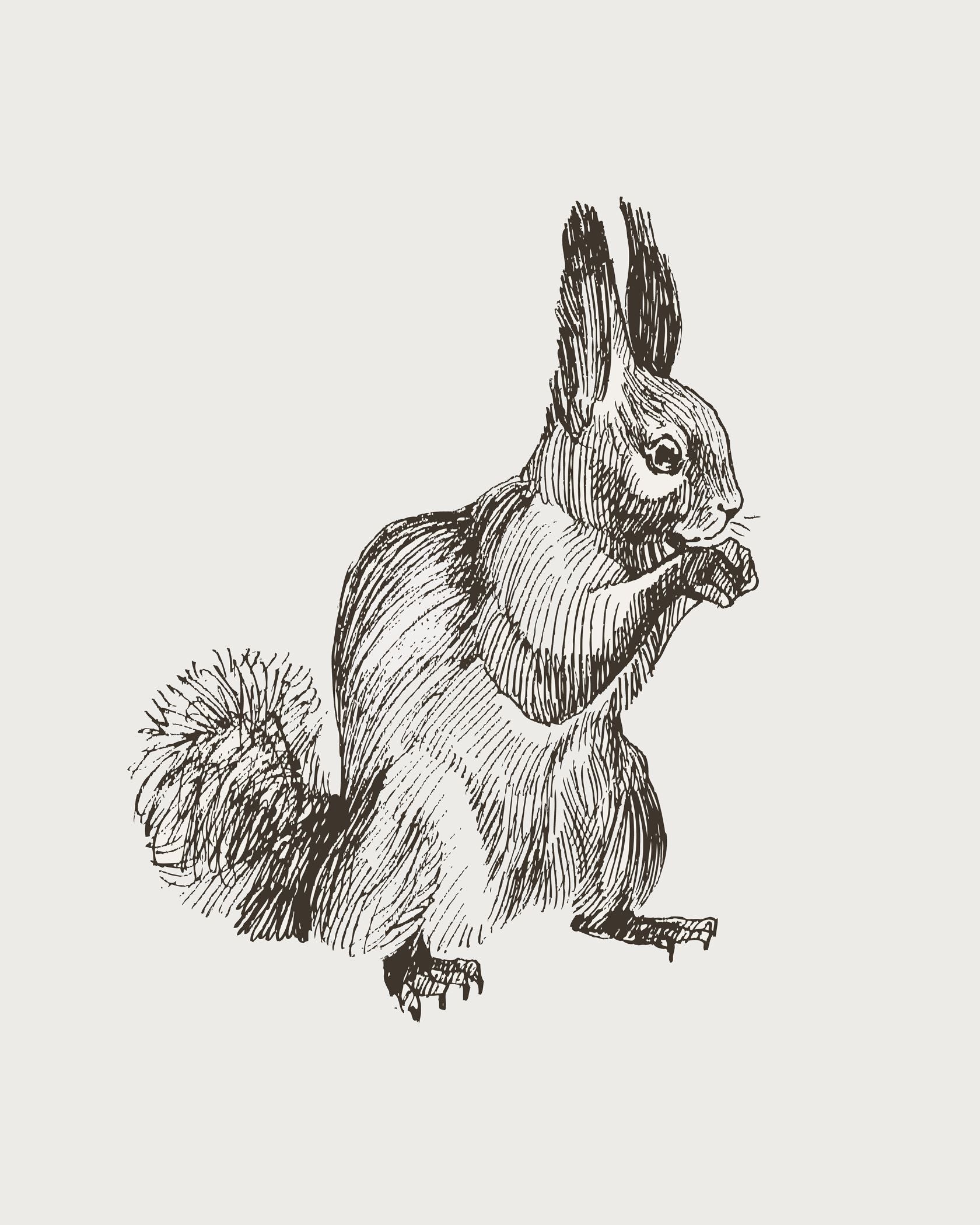 Squirrel Sketch