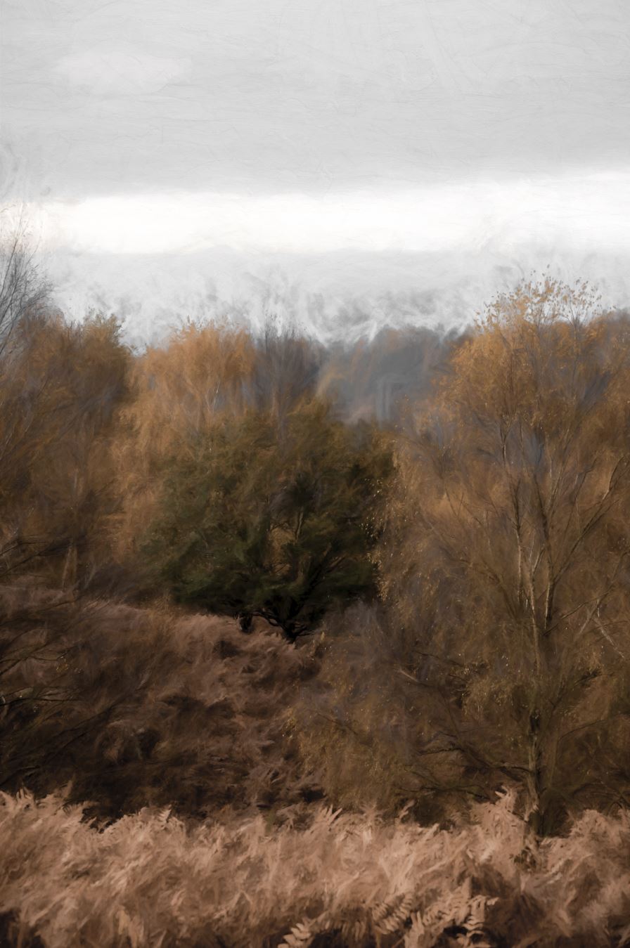 Autumn Foliage – Collection Prints