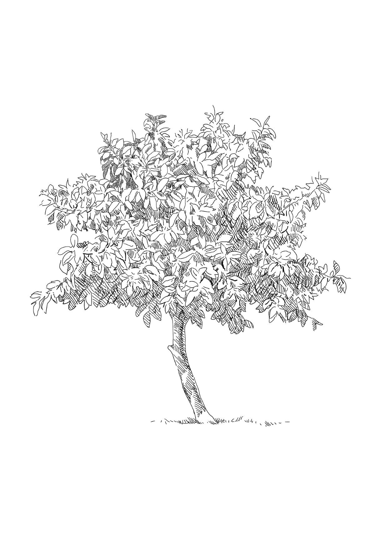 Tree Sketch