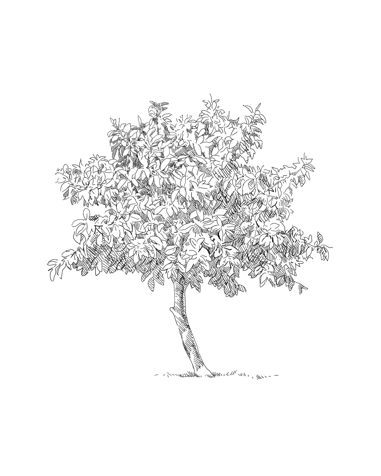 Tree Sketch