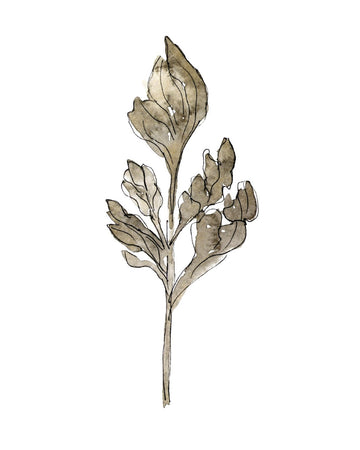 Dried Floral I