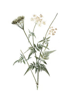 Load image into Gallery viewer, Wildflower II
