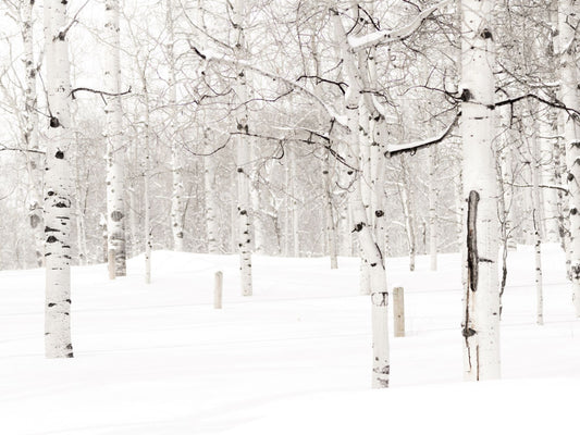 Aspens