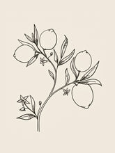 Load image into Gallery viewer, Botanical Sketch IV
