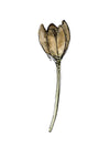 Dried Floral II