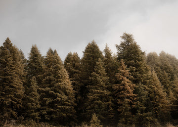 Edge of the Forest
