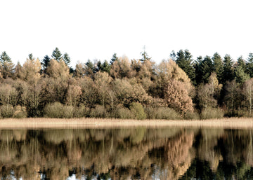 Fall Reflection