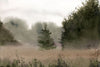 Flourishing Field III