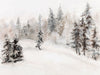 Frosted Forest